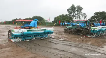 تضم منطقة هاي فونغ حالياً 3279 هكتاراً من حقول الأرز منخفضة الانبعاثات.